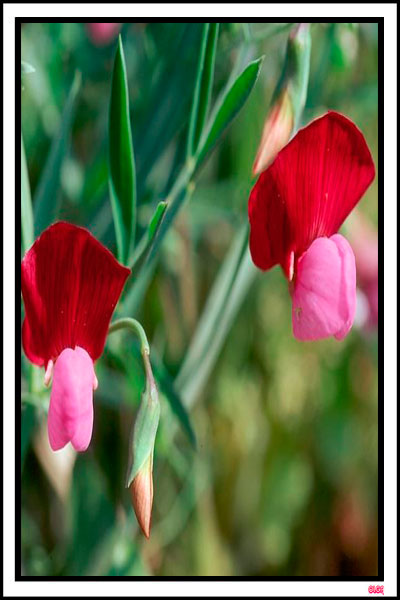 PLANTA FAVA SANTORINIS